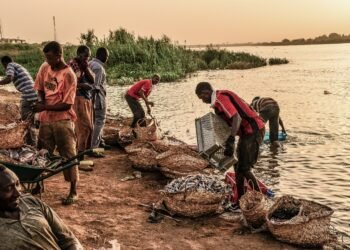 Fishermen landing their catch on the River Nile in Sudan.