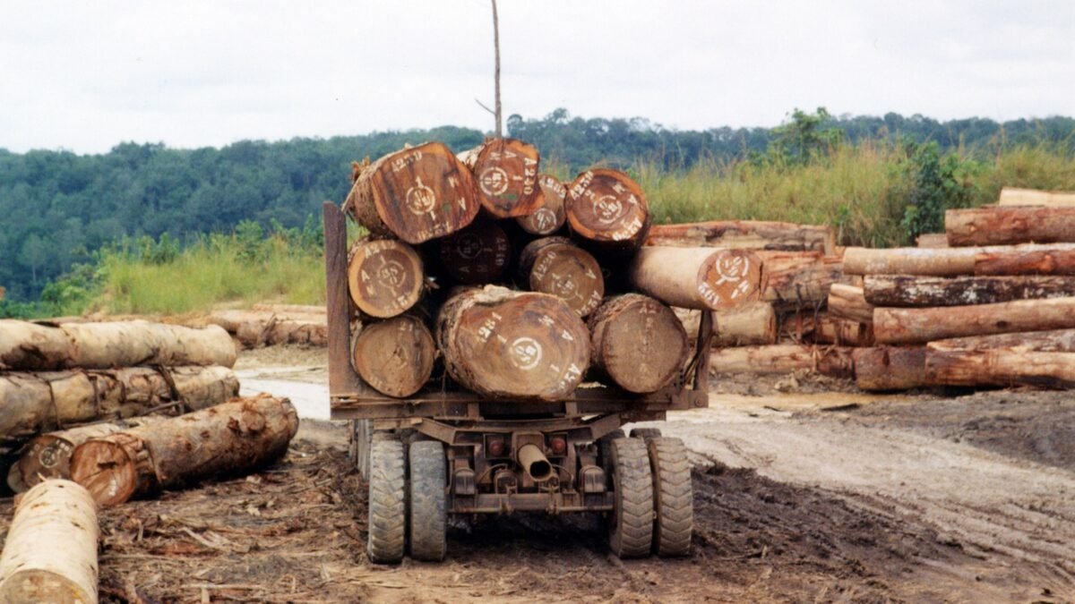 Logs loaded for transport in the Central African Republic.
