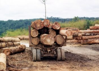 Logs loaded for transport in the Central African Republic.