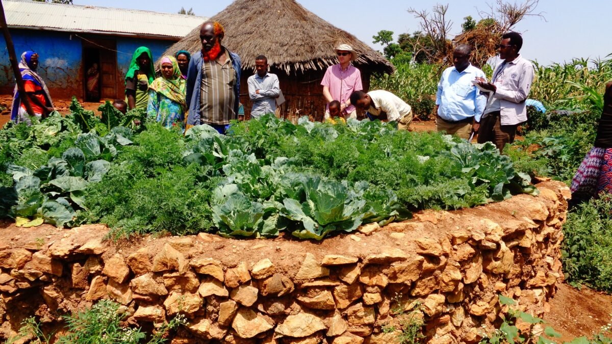 Farmers and researchers in an adaptation action-learning trial plot in Africa.