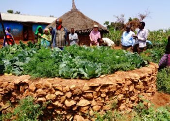 Farmers and researchers in an adaptation action-learning trial plot in Africa.