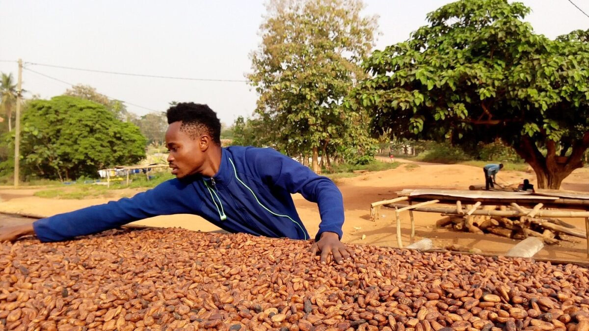 A cocoa farm in Ghana.