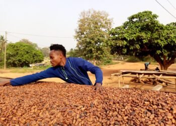 A cocoa farm in Ghana.