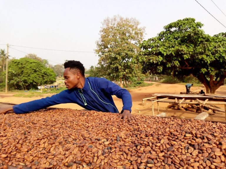 Ghana’s Economic Recovery Faces a Cocoa-Sector Reality Check