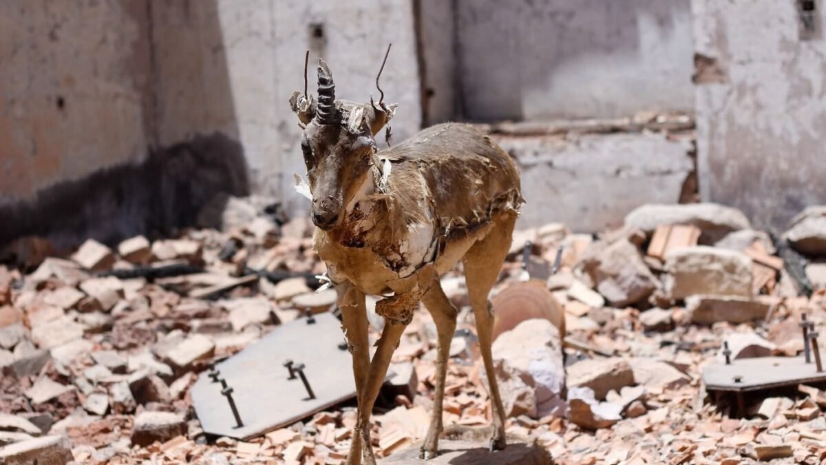 A damaged taxidermy antelope standing amid the rubble of a destroyed building.