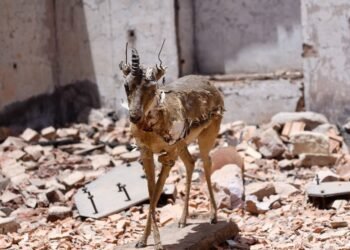 A damaged taxidermy antelope standing amid the rubble of a destroyed building.