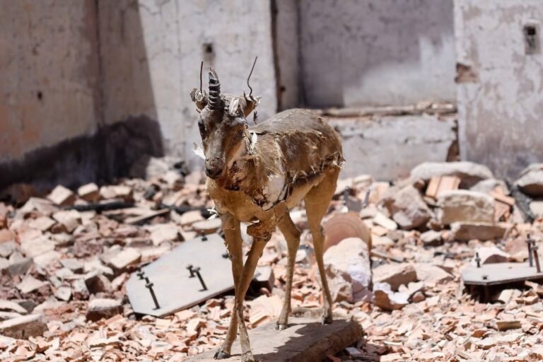 Drone Strikes Expose the Fragility of Sudan’s Remaining State Infrastructure