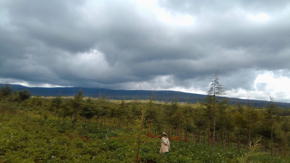 Forest regeneration on the slopes of Mount Kenya.