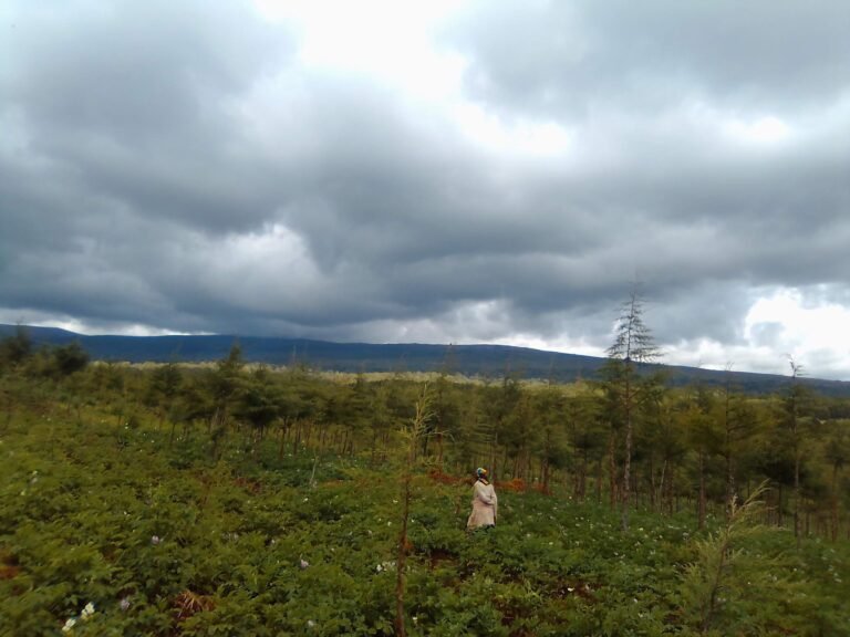 Africa Is Selling the Air Above Its Forests for Far Less Than It Is Worth.