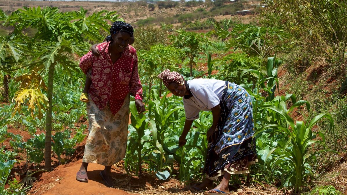 Women smallholder farmers working a plot in Kenya.